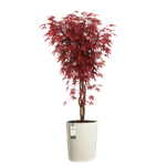 eden aquacare high 40cm blanc lin